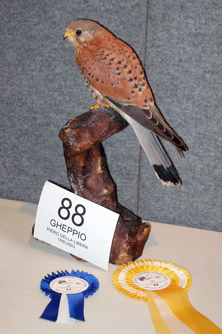 2009-gheppio